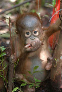 orphan orangutan Carlos