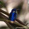 Blue-eared Kingfisher_Nurza_01