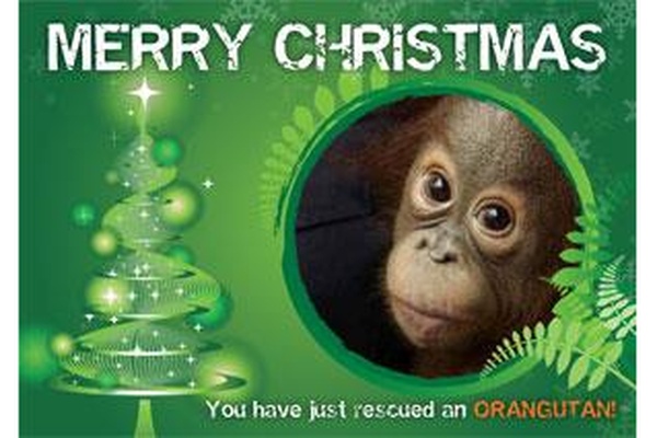 Christmas Gift Card - 12 months medicine for an orangutan