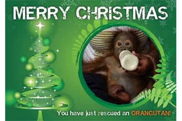 Christmas Gift Card - 30 orangutans fed for a month