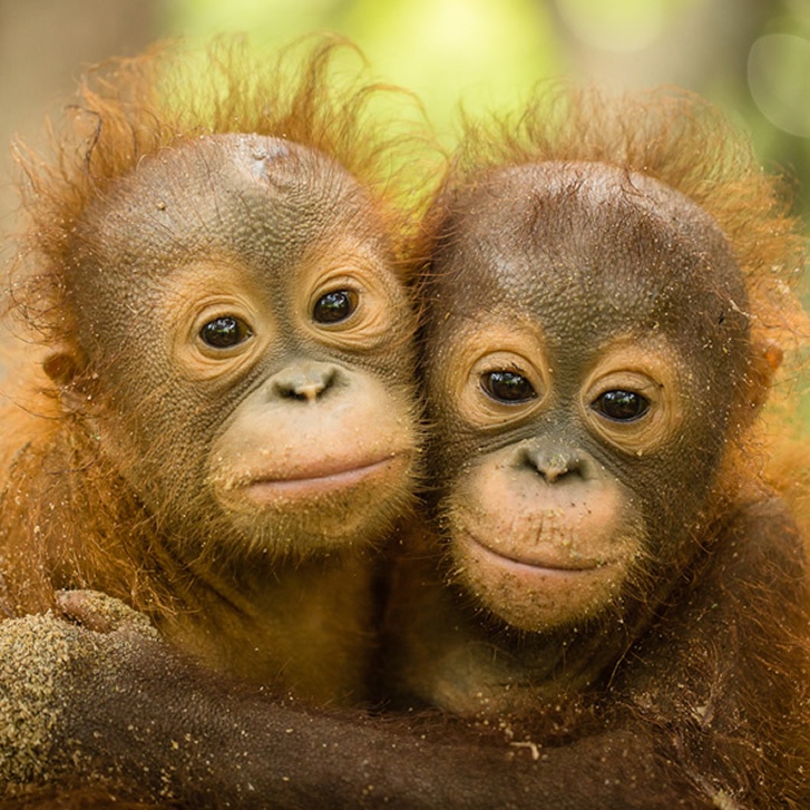  Adopt an Orangutan  The Orangutan  Project