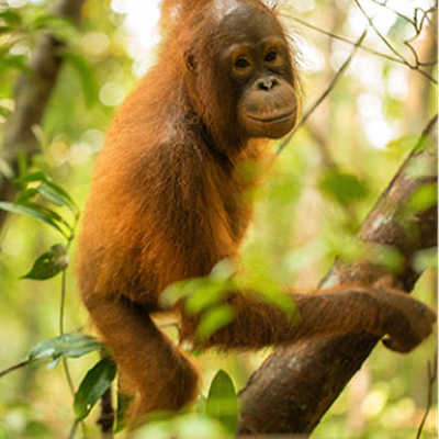 save forest the orangutan project