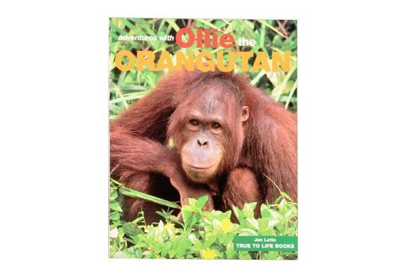Ollie the Orangutan