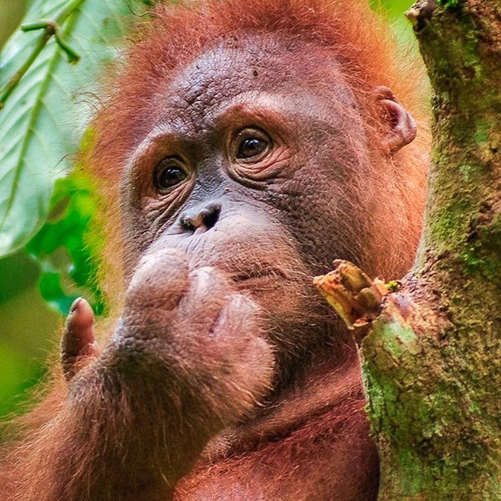  Adopt an Orangutan  The Orangutan  Project