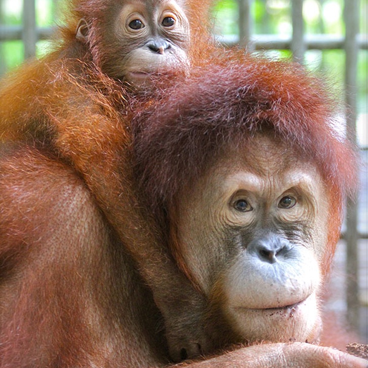  Adopt an Orangutan  The Orangutan  Project