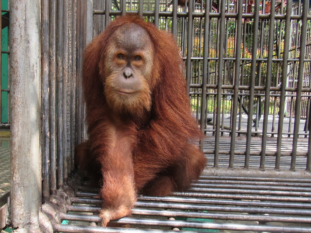 Gokong The Orangutan Project Gokong The Orangutan Project
