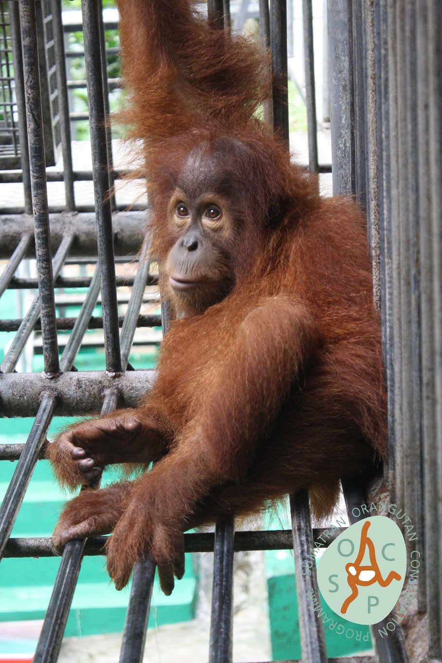 Gokong The Orangutan Project Gokong The Orangutan Project