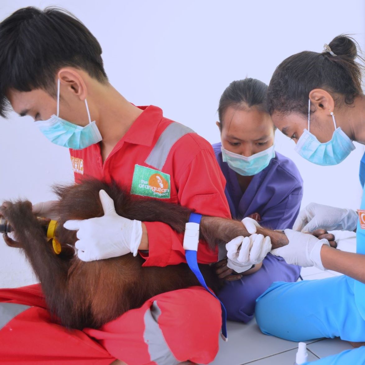 Why do orangutans need medical check-ups? - The Orangutan Project