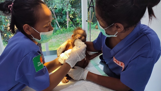Mabel receiving medical care