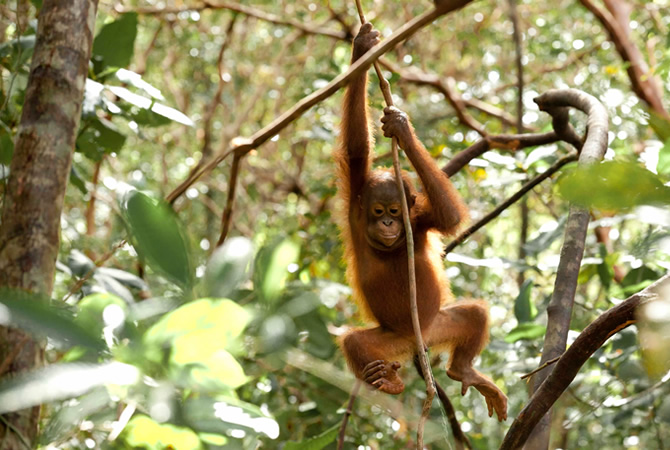 save forest the orangutan project