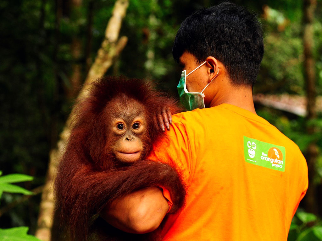 Hope for orangutans The Orangutan Project Hope for orangutans The Orangutan Project