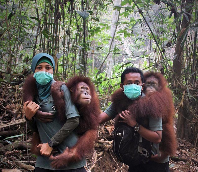 Orphan orangutan dora in arms