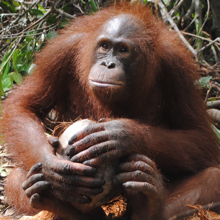  Adopt an Orangutan  The Orangutan  Project