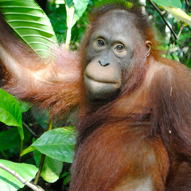  Adopt an Orangutan  The Orangutan  Project