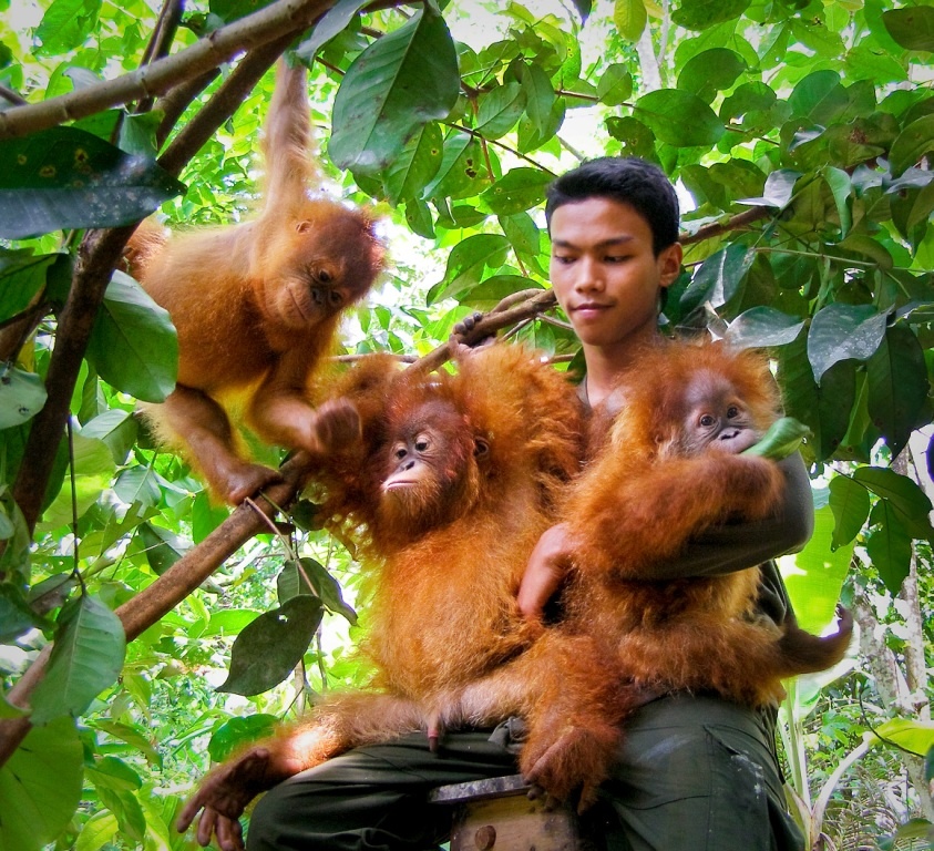 SOCP Orangutan Quarantine Centre The Orangutan Project SOCP Orangutan Quarantine Centre The Orangutan Project