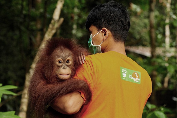 Rescue, Rehabilitate and Release orangutans