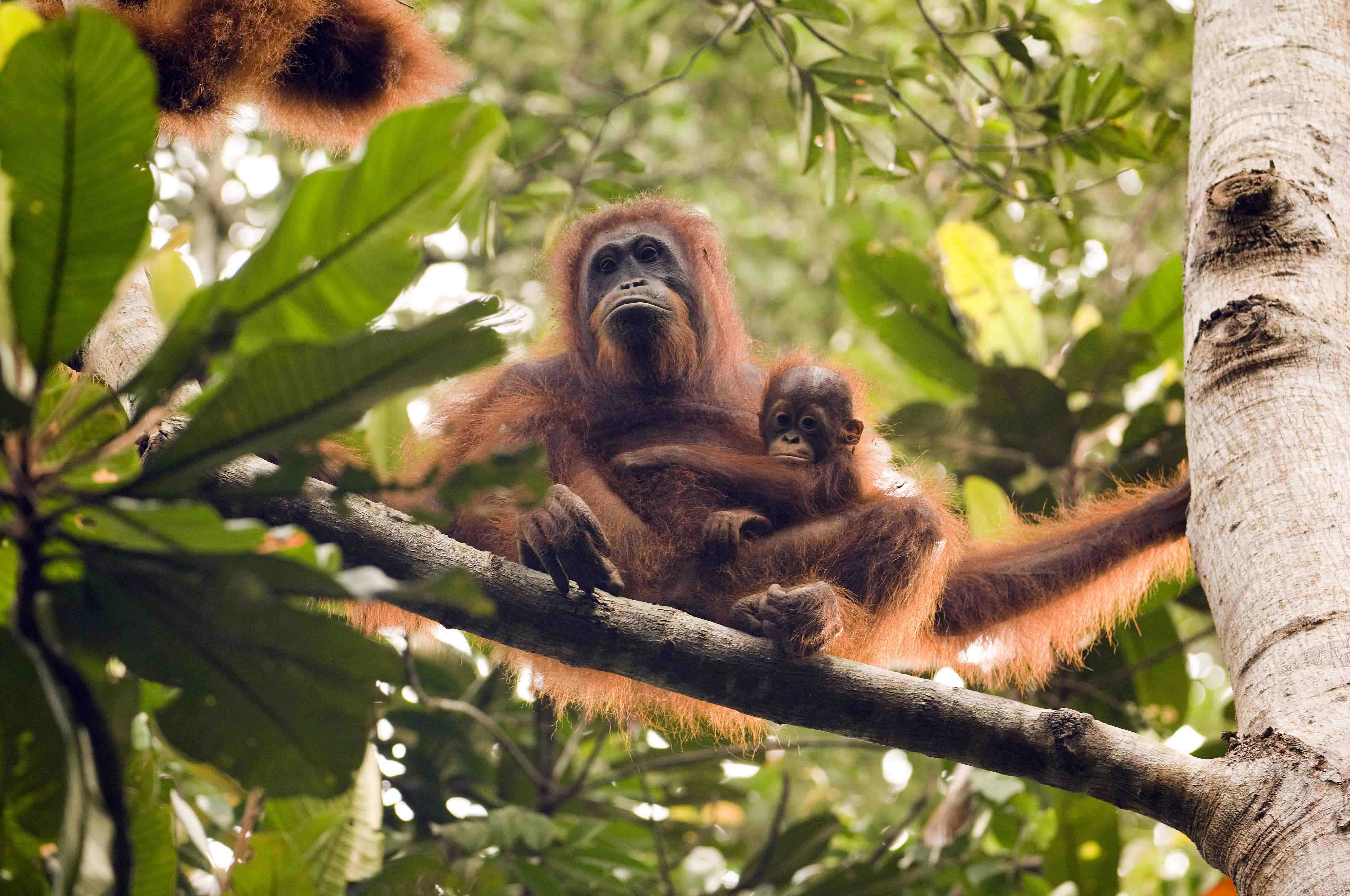 Safeguard ancient rainforest! - The Orangutan Project