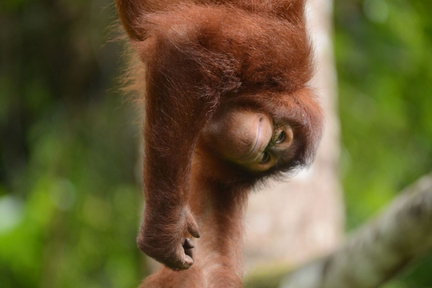 Jungle School Joy at Open Orangutan Sanctuary