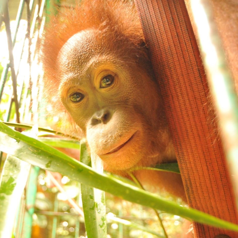 A Day in the Life of an Orangutan in Jungle School